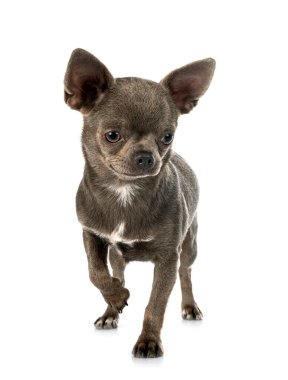 Beyaz arka planda küçük bir chihuahua