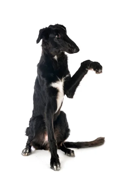 Borzoi Joven Frente Fondo Blanco — Foto de Stock