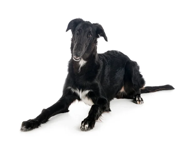 Borzoi Joven Frente Fondo Blanco —  Fotos de Stock