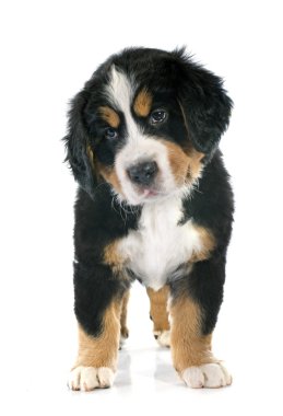 bernese dağ köpek yavrusu