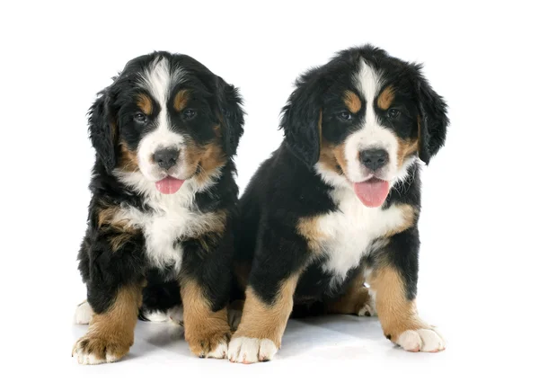 Puppies bernese moutain dog — Stock Photo, Image