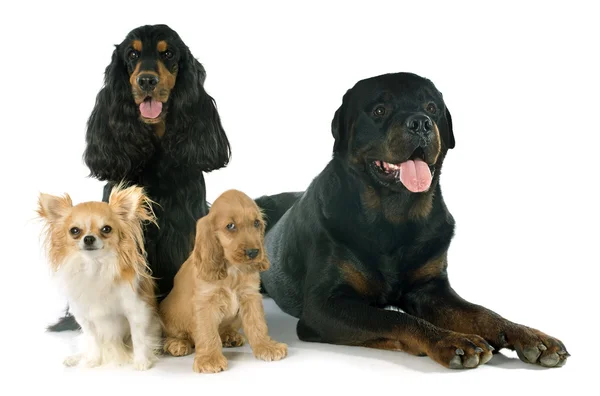 Group of dogs — Stock Photo, Image