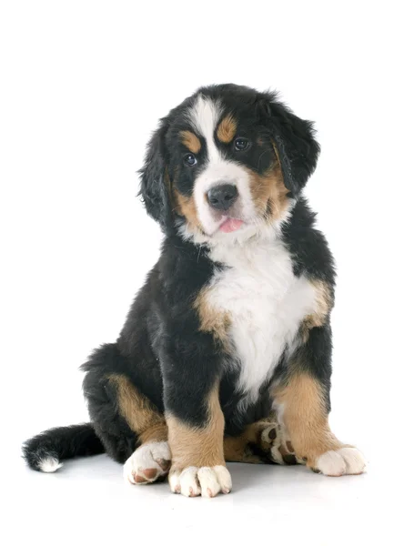 Puppy bernese moutain dog Stock Photo