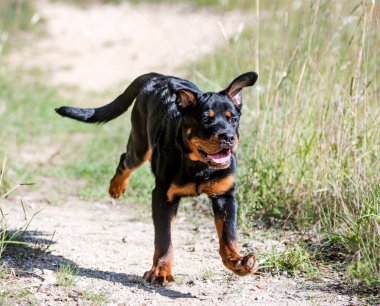Yavru Rottweiler sonbaharda doğada koşuyor.