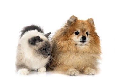 Birman kedi ve tükürük beyaz arkaplan önünde
