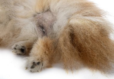 Beyaz arkaplan önünde kahverengi pomeranian