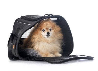 kahverengi pomeranian ve beyaz arkaplan önünde çanta