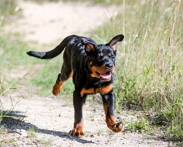 Cucciolo Rottweiler Esecuzione Nella Natura Autunno — Foto Stock