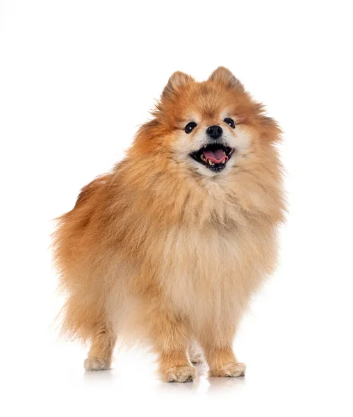 Pomerania Marrone Davanti Allo Sfondo Bianco — Foto Stock