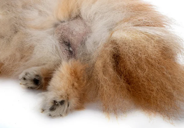 Marrom Pomeranian Frente Fundo Branco — Fotografia de Stock