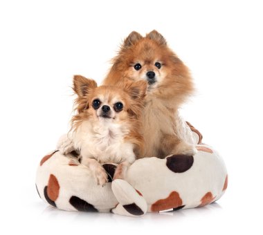 Kahverengi pomeranian ve chihuahua beyaz arkaplan önünde