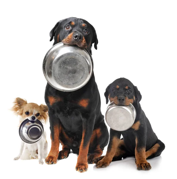 Πορτρέτο Των Καθαρόαιμων Rottweilers Και Chihuahua Και Μπολ Τροφίμων Του — Φωτογραφία Αρχείου