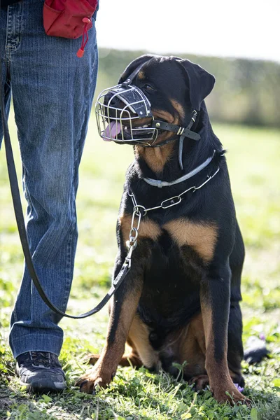 Rottweiler Kiképzése Engedelmességre Természetben — Stock Fotó