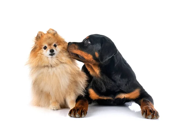 Brauner Pommer Und Rottweiler Vor Weißem Hintergrund — Stockfoto