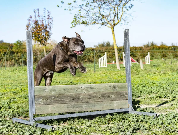 Saltando Mastín Italiano Entrenamiento Obediencia —  Fotos de Stock