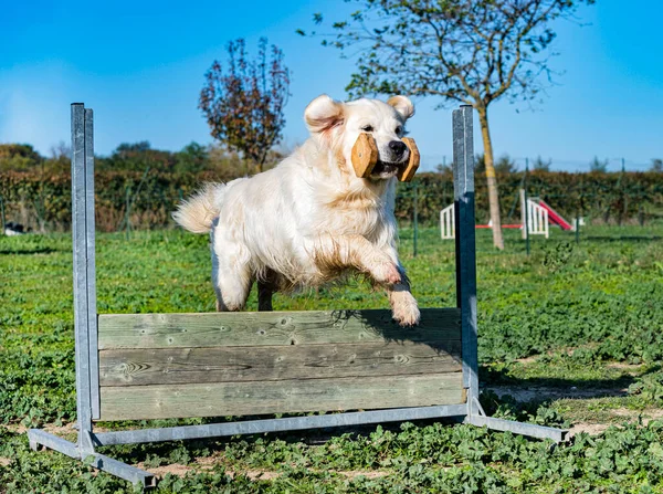 Άλμα Golden Retriever Μια Εκπαίδευση Για Υπακοή — Φωτογραφία Αρχείου