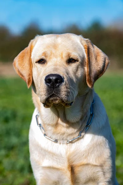 Labrador Retriever Przebywający Szkoleniu Posłuszeństwa — Zdjęcie stockowe