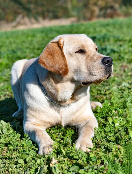 Labrador Retriever Ficar Para Treinamento Obediência — Fotografia de Stock