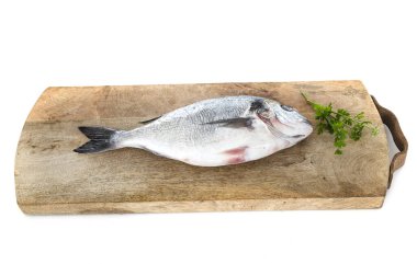 Beyaz arka plan önünde Gilt kafa çipura