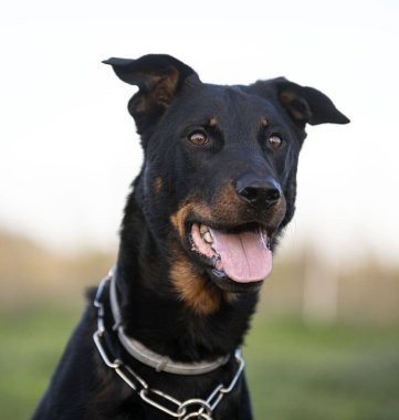 Beauce 'den gelen çoban köpeği güvenlik eğitimi alıyor.