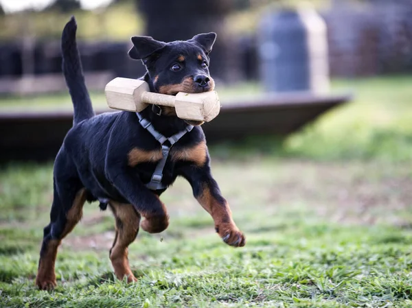 Jovem Cachorro Rottweiler Formação Para Segurança Natureza — Fotografia de Stock