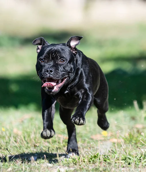 Puppt Staffordshire Bull Terrier Gratis Jardín —  Fotos de Stock