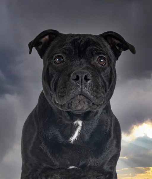 Staffordshire Tjur Terrier Framför Storm Bakgrund — Stockfoto