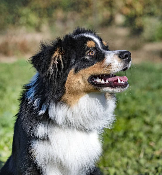 Young Australian Shepherd Staying Training Obedience — Stock Photo, Image