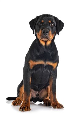 Beyaz arkaplan önünde köpek yavrusu rottweiler