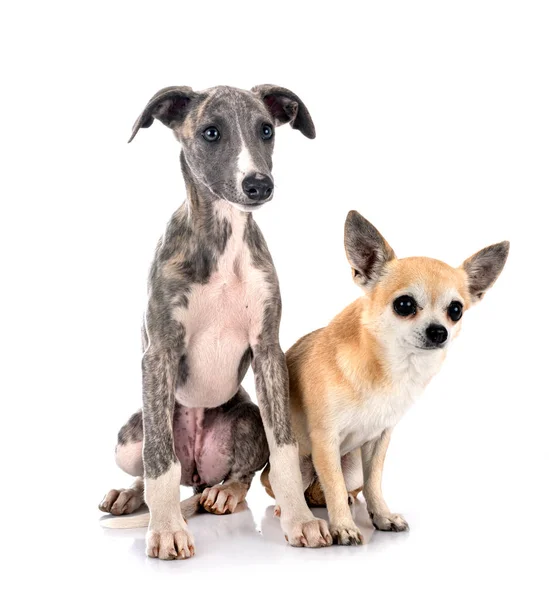 Inglés Whippet Chihuahua Front White Background — Foto de Stock