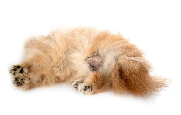 Marrom Pomeranian Frente Fundo Branco — Fotografia de Stock