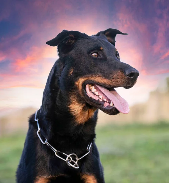 Fårhund Från Beauce Utbildning Naturen För Säkerhet — Stockfoto