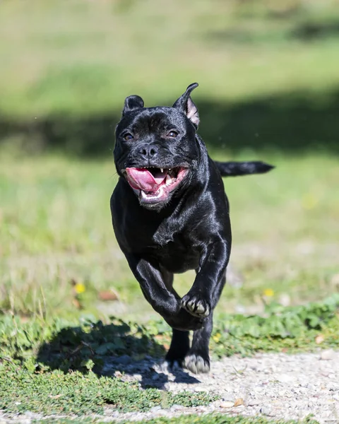 Puppt Staffordshire Touro Terrier Livre Jardim — Fotografia de Stock