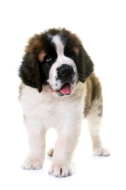 Yavru Saint Bernard beyaz arkaplanın önünde