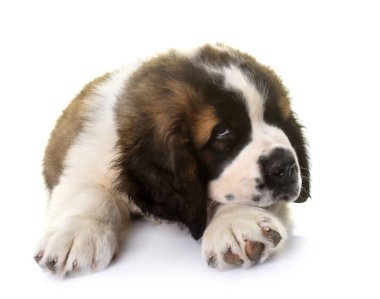 Yavru Saint Bernard beyaz arkaplanın önünde