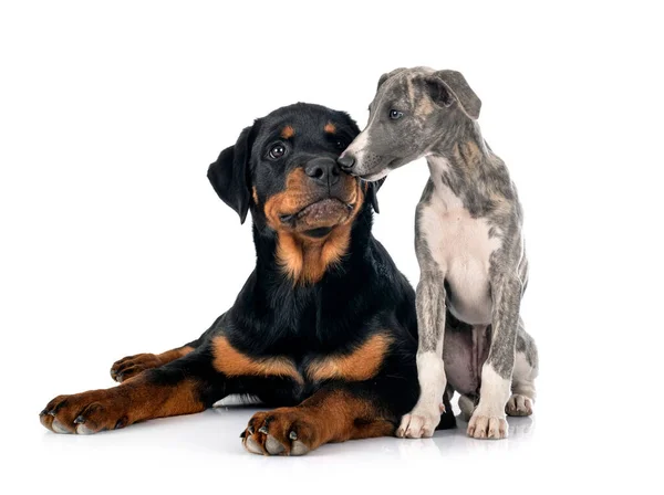 Engels Whippet Rottweiler Voorkant Van Witte Achtergrond — Stockfoto