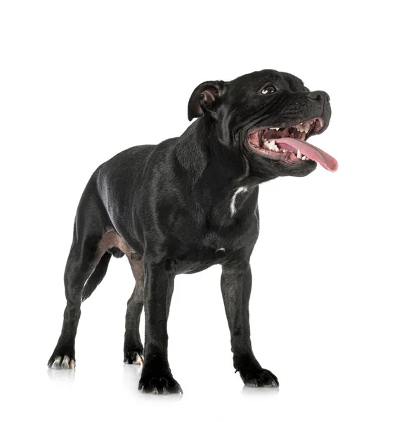 Staffordshire Tjur Terrier Framför Vit Bakgrund — Stockfoto