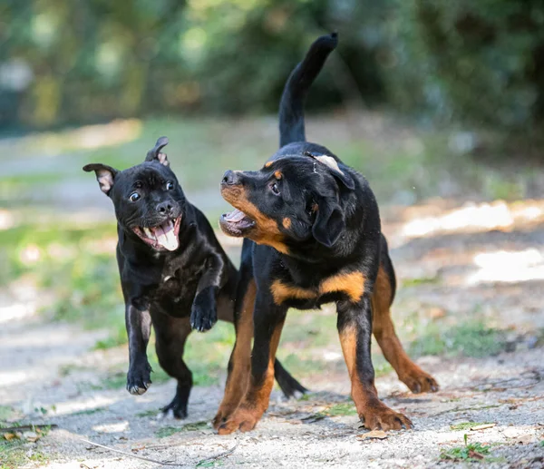 Puppt Staffordshire Boğa Teriyeri Rottweiler Bahçede Oynuyorlar — Stok fotoğraf