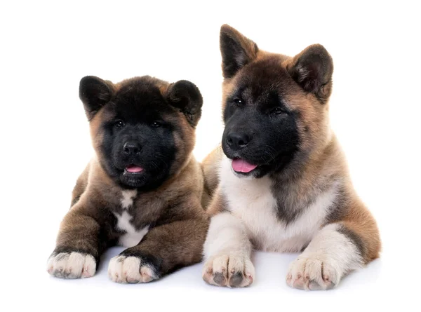 Amerikan Akitas Framför Vit Bakgrund — Stockfoto