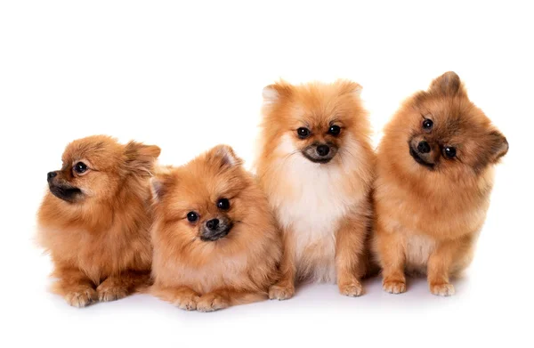 Jong Pomeranians Voorkant Van Witte Achtergrond — Stockfoto