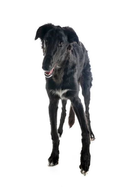 Borzoi Joven Frente Fondo Blanco —  Fotos de Stock