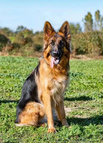 Young German Shepherd Stay Training Obedience — Stock Photo, Image