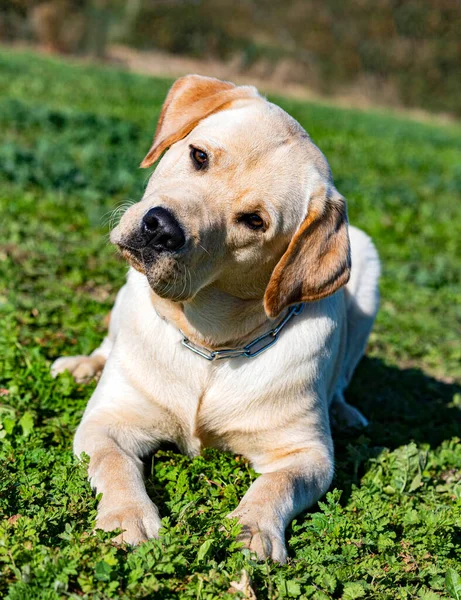 Labrador Retriever Staying Training Obedience — Stock Photo, Image