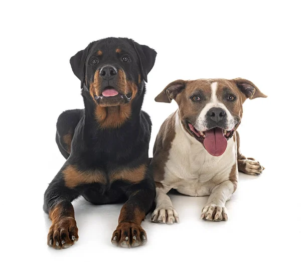 Amerikansk Staffordshire Terrier Och Rottweiler Framför Vit Bakgrund — Stockfoto