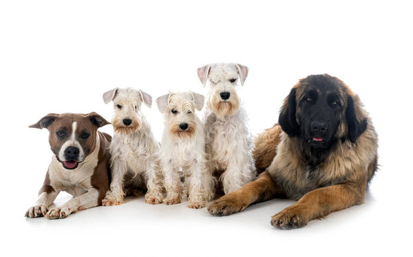 group of dogs in front of white background