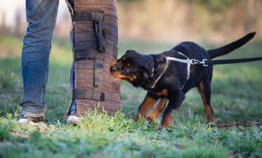 Genç köpek yavrusu Rottweiler doğada eğitim görüyor. 