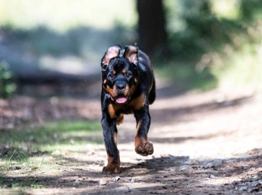 Yavru Rottweiler sonbaharda doğada koşuyor.