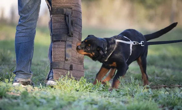 Fiatal Kiskutya Rottweiler Képzés Természetben — Stock Fotó