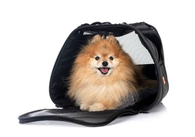 kahverengi pomeranian ve beyaz arkaplan önünde çanta