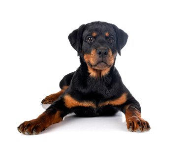 Beyaz arkaplan önünde köpek yavrusu rottweiler